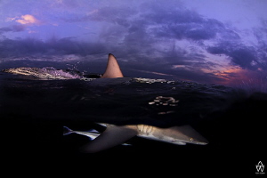"Submerge"

Oceanic Black Tip breaks the surface to the... by Allen Walker 